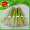 IQF WATER BAMBOO SHOOT